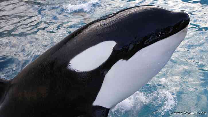 Damaged yacht among 2 dozen vessels targeted by rogue orca whale pod this year