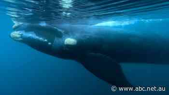 Seismic blasting opponents gear up for fight over Victoria's whale habitat as energy company cites high gas demand