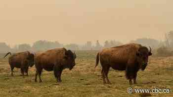 Indigenous-led bison repopulation projects are helping the animal thrive again in Alberta