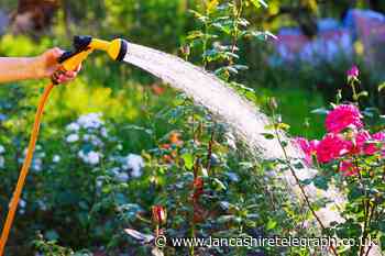 5 cheap tips to prepare for a hosepipe ban this summer