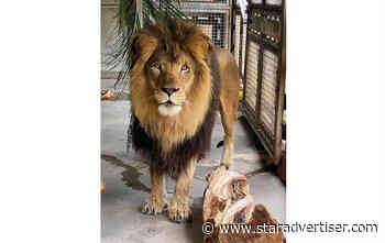 Honolulu Zoo welcomes 8-year-old male lion, Enzi
