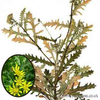 York home to Britain's first de-extinction event as flower returns