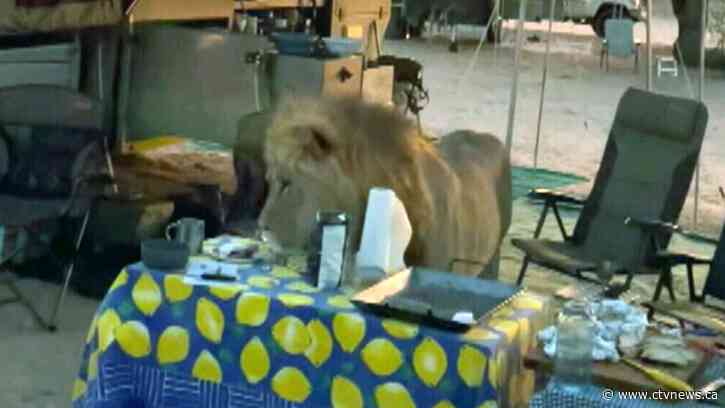 Heart-stopping moment as lion visits family's campsite in Botswana