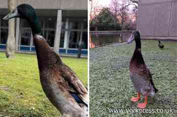 Long Boi: £4,000 raised in campaign for statue of iconic duck