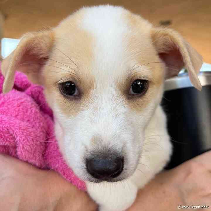 3 major animal shelters in Austin holding weeklong, joint adoption event