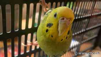 'It's getting out of hand,' say B.C. bird rescuers reporting an unusual surge in escaped budgies