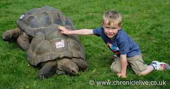 Alpacas, camels and giant tortoises: Thousands of families enjoy day out at Northumberland County Show