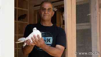 Pigeon racers need more than tuppence a bag to keep their sport alive