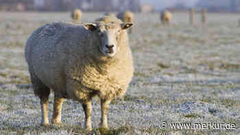 Schafskälte im Juni 2023: Wenn das Wetter wieder ungemütlich wird
