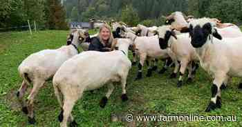 Ballan farm growing the cutest flock of sheep you'll ever see