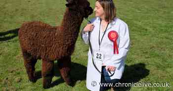 Crowds enjoy show-jumping, wrestling and sheep-shearing at the Northumberland County Show
