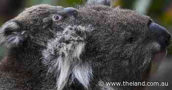 More room for koalas to spread out along the NSW north coast