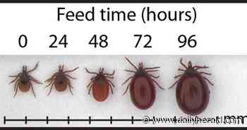 As ticks expand throughout the state, experts say prevention remains key