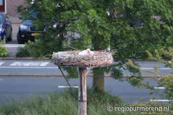 Nog een jong geboren, nu drie jongen op ooievaarsnest bij Dijklander