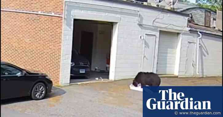 CCTV shows black bear taking 60 cupcakes from Connecticut bakery – video