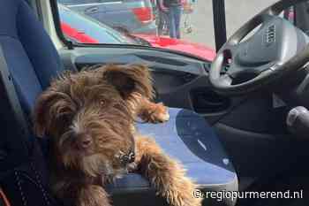 Eva en Rick uit Purmerend radeloos: uit Spanje meegenomen straathondje al dagen zoek