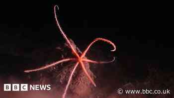 Underwater creatures: 5,000 new species found in the Pacific Ocean