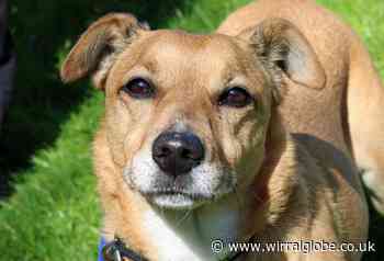 Wirral Globe dog of the week:  Playful Stella needs you
