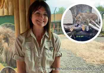 Excited Blackpool Zoo workers open £1.5m Big Cat Habitat
