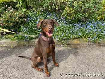 Could you give a  home to AJ, the adorable Dobermann?