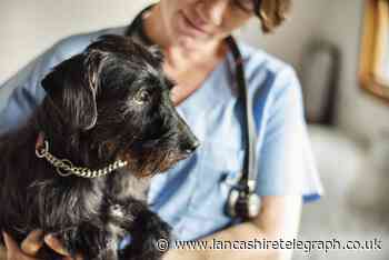 Vet issues Cushing’s disease warning to dog owners