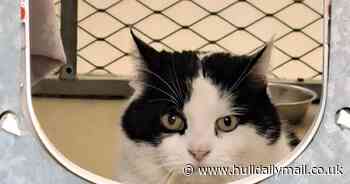 Cat has been waiting 100 days for new home because he looks too grumpy