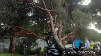 Nomentana, pino crolla su un'auto: mezzo distrutto e donna ferita