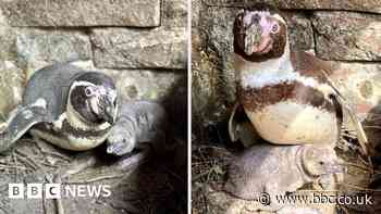 Bridlington: Zoo celebrates arrival of endangered penguin chick