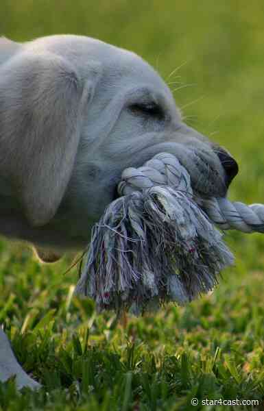 Tory Party tug of war – irreconcilable differences