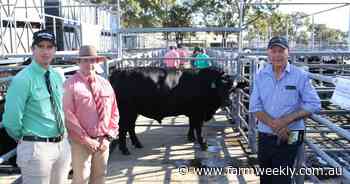 Successful sale for Monterey Murray Grey and Angus stud, Karridale and Scott River
