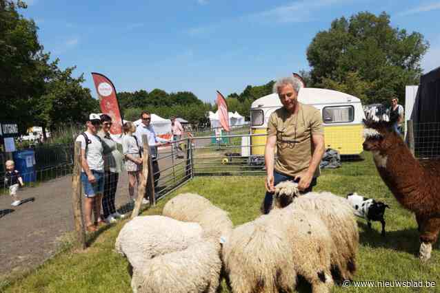 Organisatoren Schone Schaapjes extra waakzaam nu Westhoekwolf door regio trekt: “Een schaap geraakte gewond, maar niet zeker of het door de wolf of door een vos is”