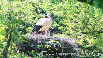 Immer mehr Nachwuchs bei Augsburger Wildstörchen