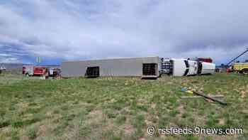 Semi rollover leaves cattle dead in northern Colorado