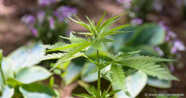 Cannabispflanzen wachsen auf Spielplatz