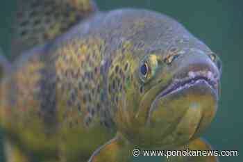Ponoka fishing pond restocked at Lions Centennial Park