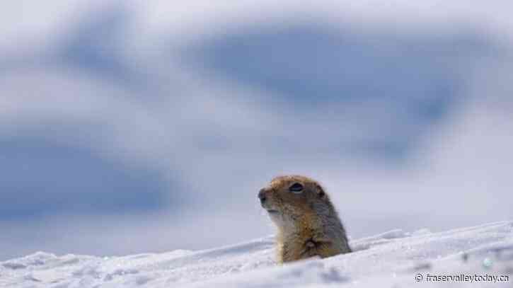 Climate change could mean fewer ‘date nights’ for Arctic ground squirrels: study