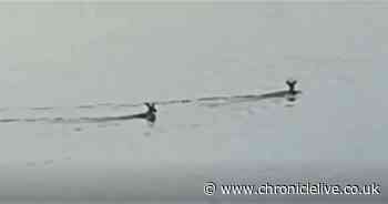 Deer spotted swimming from Newcastle to Gateshead across the River Tyne in 'amazing' sight