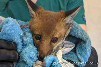 Fox cub found with Greggs bag note saying 'my mam died help me'