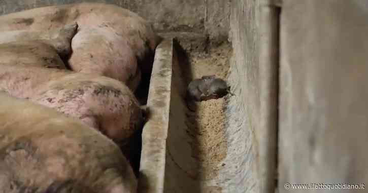 Ecco i maiali destinati al prosciutto di Parma: l’inchiesta choc di “Report”. Nel mirino l’ente controllore CSQA del Consorzio