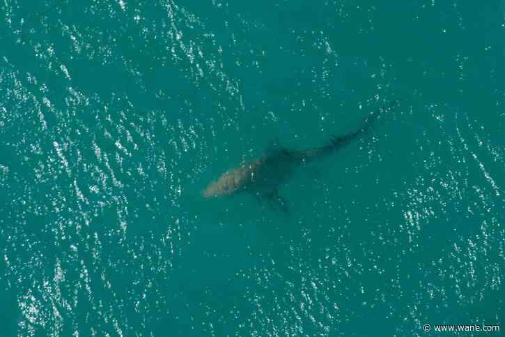 Study: Sharks nearby more than we think, are not 'bothering' us