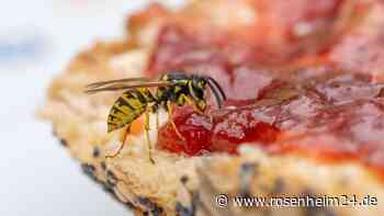 Gefahr durch Wespenstich: Hautärztin warnt vor Allergie, wenn Schwellung größer als zehn Zentimeter ist