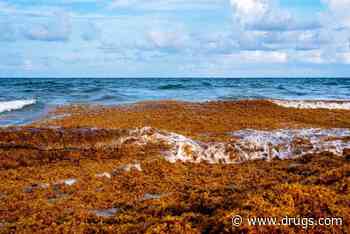 Sargassum Seaweed Can Be Hazardous to Health