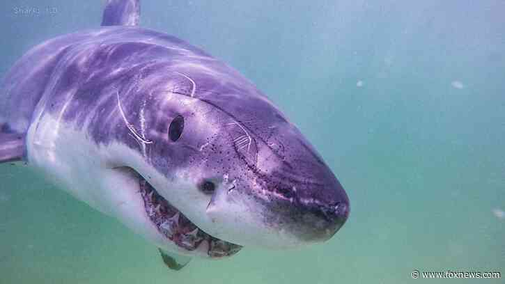 Cluster of recent shark attacks makes headlines as summer kickoff approaches: 'Scary event'