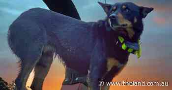 The hunt begins for Australia's best working dog
