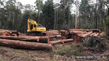 Conservationists push for logging ban in future koala park