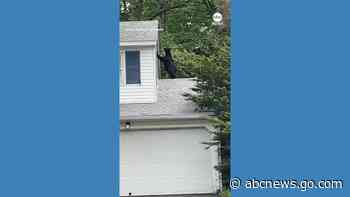 WATCH:  Bear snoops around roof of Connecticut home