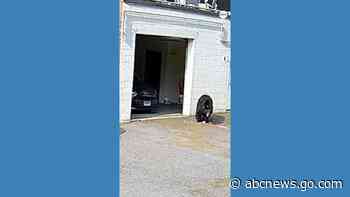 WATCH:  Bear steals dozens of cupcakes from bakery
