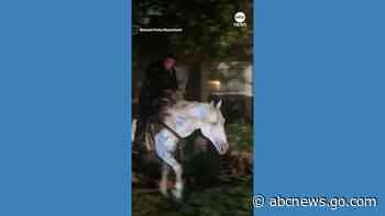 WATCH:  California police officer rescues runaway horse