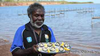 Remote Arafura oysters flown to mainland for first taste test