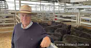 Tamworth Angus weaner steers top $1160